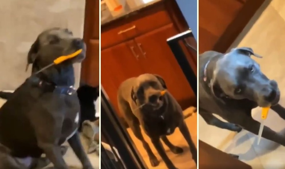 Makas Takıntısı Yüzünden Evin İçinde Psikopat Bir Katil Gibi Dolaşan Köpek