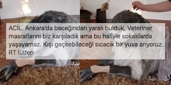 Twitter'da Açılan Şahgaga Sahiplendirme İlanına Gelen Birbirinden Komik Tepkiler