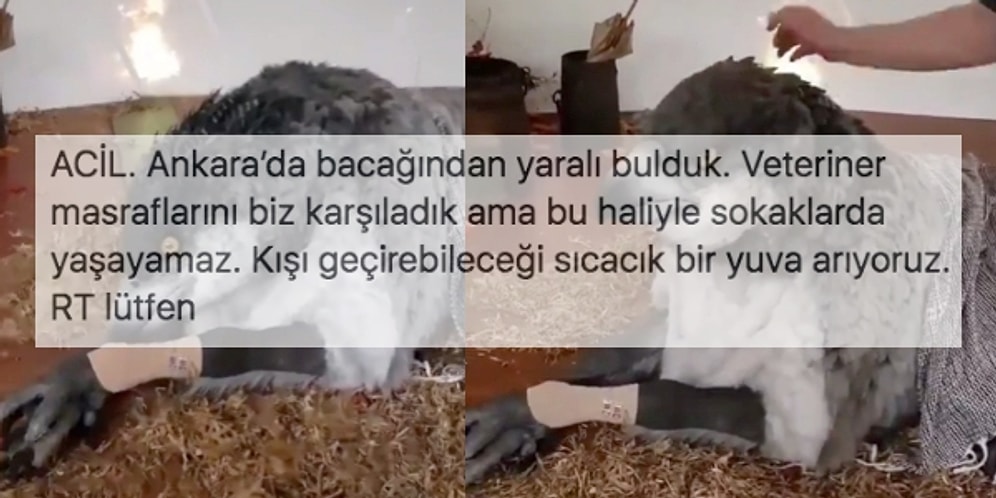 Twitter'da Açılan Şahgaga Sahiplendirme İlanına Gelen Birbirinden Komik Tepkiler