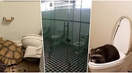 Kiminin Yaratıcılığı Sayesinde Kiminin İmkanlarından Dolayı Ortaya Çıkmış Birbirinden Tuhaf Tuvaletler