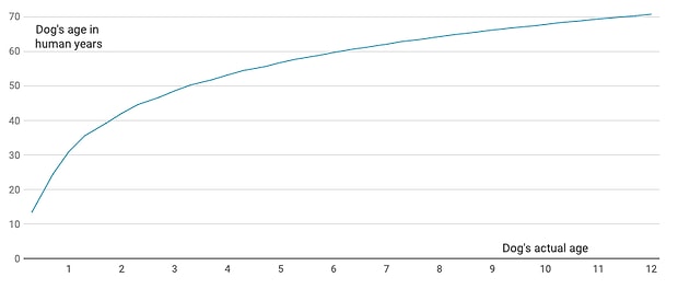 Minik Yavrunuz Amcaniz Olacak Yasta Kopek Yasinin Kac Insan Yasina Denk Geldigini Hesaplayan Yeni Bir Formul Gelistirildi