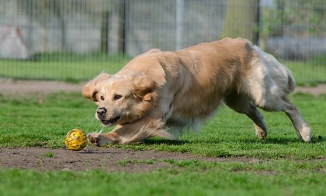 Köpek yaşının kaç insan yaşına denk geldiğini hesaplayabilmek için yeni bir formül bulundu.
