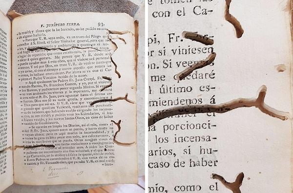 5. 1787 yılında basılan bu kitap, genellikle kitap kurdu olarak bilinen Curculionidae larvaları tarafından yeniyor.