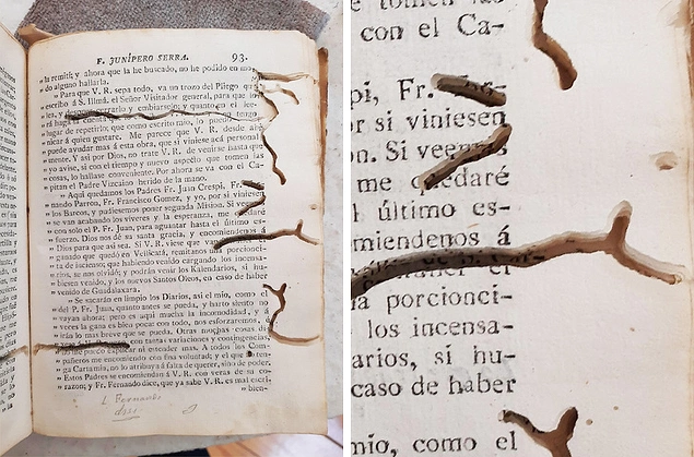 1787 yılında basılan bu kitap, genellikle kitap kurdu olarak bilinen Curculionidae larvaları tarafından yeniyor.