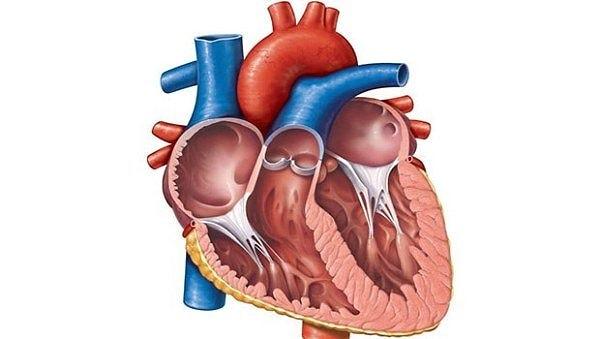 3. Kalbin üst kısmına ne denir?