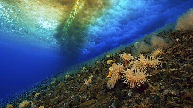 5. Bazı deniz anemonları ersektir ve kendilerini dölleyebilirler.