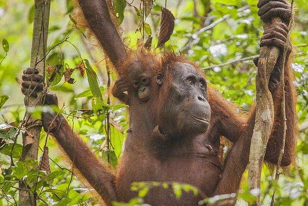 10. Orangutanlar bizden sonra en uzun çocukluk süresi olan canlılardır.
