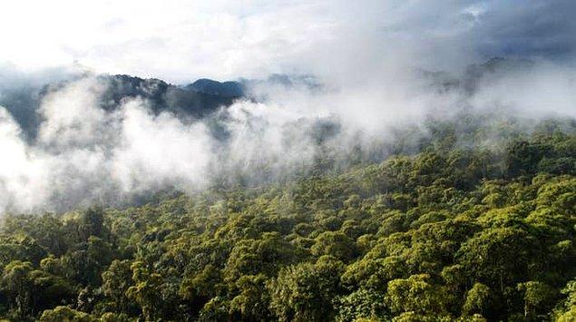 19. Ve Amazon'un ağaçları yapraklarından o kadar çok buhar salar ki, kendi bulutları oluşur!