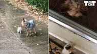 Yağmurda Islanan Yavru Kediyi Kendisini Takip Ettirerek Korumaya Çalışan Köpek