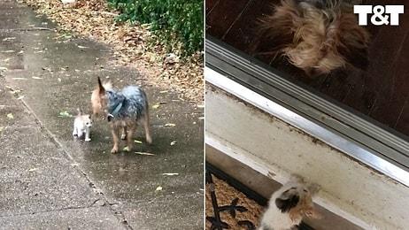 Yağmurda Islanan Yavru Kediyi Kendisini Takip Ettirerek Korumaya Çalışan Köpek