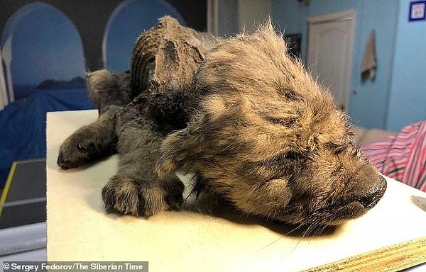Rus bilim insanları tarafından, Yakutsk'un kuzeyinde yer alan Indigirka Nehri yakınlarında yaklaşık 18.000 yıl önce yaşadığı düşünülen bir yavru köpek cesedi bulundu.