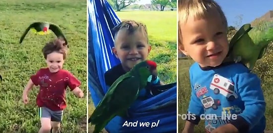 Bir Papağanın ve Yanından Ayrılmadığı Küçük Dostunun İçinizi Isıtacak Dostluğu!