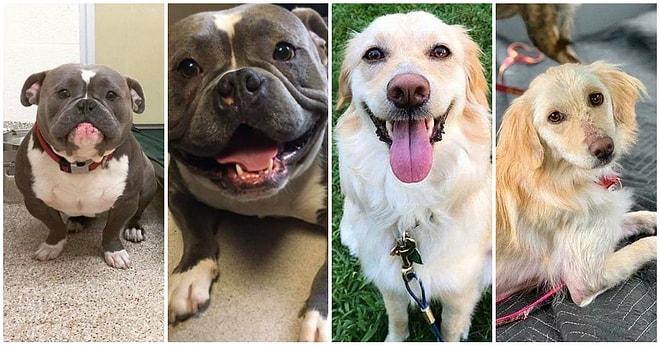 Herkes İkinci Bir Şansı Hak Eder! Sahiplenilmeden Önceki ve Sonraki Fotoğrafları ile Kalbinizi Isıtacak Köpekler