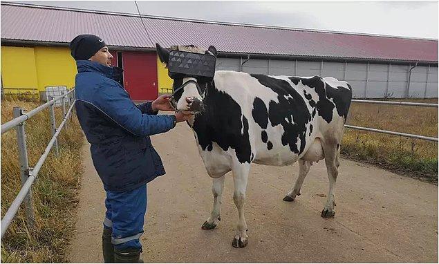Hassas ruhlu ve hemen depresyona girmeye meyilli olan inekler, VR gözlük sayesinde yazın yemyeşil kırlarda dolaştıklarını zannettikleri için ürettikleri süt miktarı ve kalitesinde önemli artışlar görülüyor.