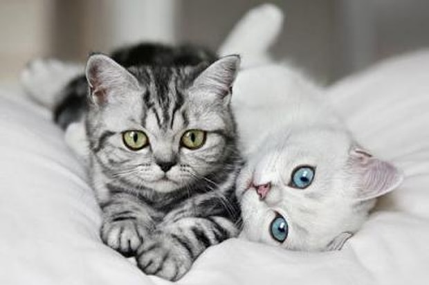 Kedi