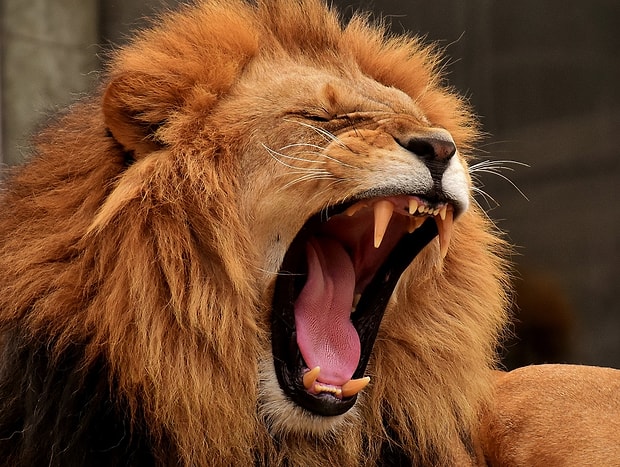 Aslan