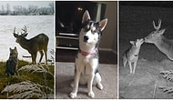 Kanada'da Evden Kaçtıktan Sonra Bir Geyikle Arkadaş Olup Samimi Pozlar Veren Minnoşluk Abidesi Köpek