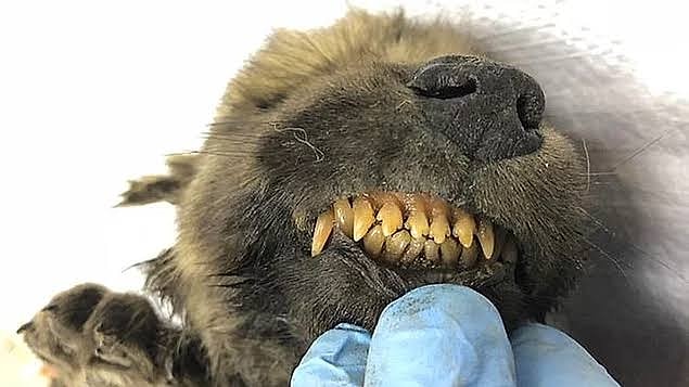 Eksi 34 derecede inanılmaz şekilde korunan 18.000 yaşında bir yavru köpek cesedi bulundu!