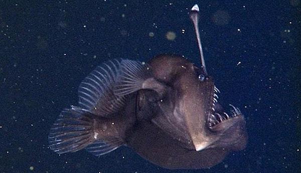 16. Oldukça ender görülen 'kara deniz şeytanı' olarak bilinen fener balığı ilk kez görüntülendi.