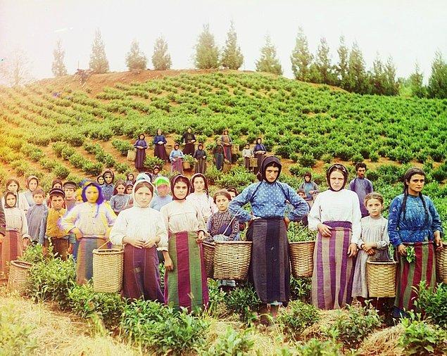 18. Günümüz Gürcistan'ında çay toplayan bir grup Yunan kadın işçi.