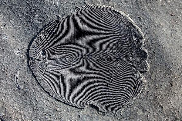 30. Dickinsonia, şu zamana kadar yaşamış en eski hayvan olarak 558 milyon yıl sonra tarihe geçti.
