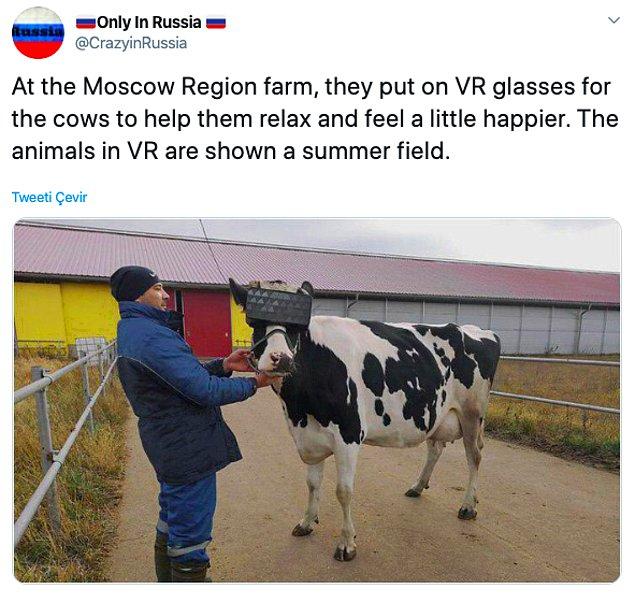 19. Kendilerini mutlu hissedip daha çok süt üretlemeleri için ineklere VR gözlük taktıklarından bahsetmiş miydik?
