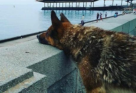 9 Yıldır, Boğulan Dostunun Geri Dönmesini Bekleyen Köpek: Kırım’ın Haçiko’su