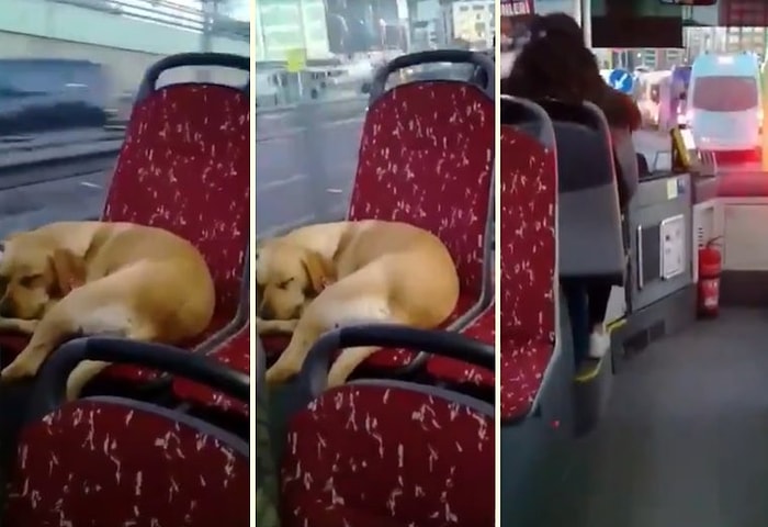 Sabahın Soğuk Saatlerinde Üşüyen Köpeği Otobüse Alarak İçimizi Isıtan Güzel İnsan!