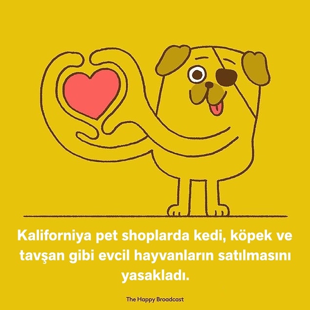 5. 🐶🐱