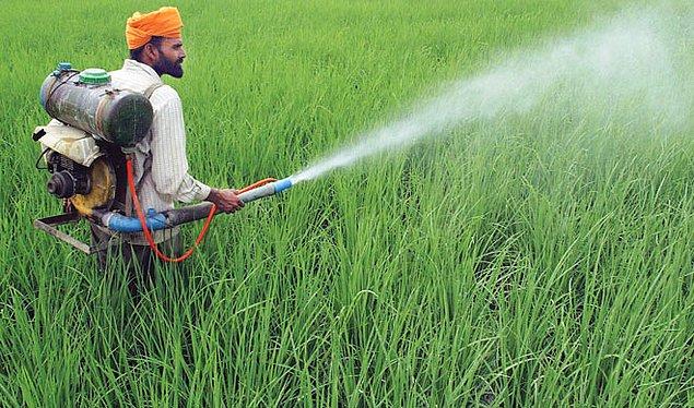 13. Hindistan'da çiftçilerin çoğu daha az maliyetli ve daha çok etkili olduğu için kolayı böcek ilacı olarak kullanır.