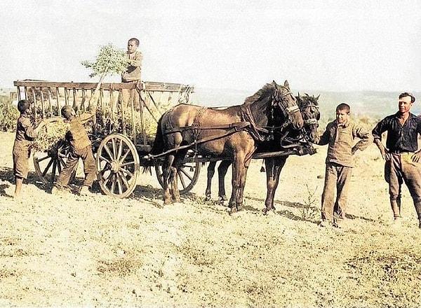11. Kızılçullu Köy Enstitüsü'nde hasat zamanı. İzmir, 1945.