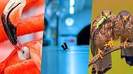 2019'un Vahşi Yaşam Fotoğrafçısı Yarışması’nda Halkın Seçimi Finalistlerinden Göz Dolduran Kareler