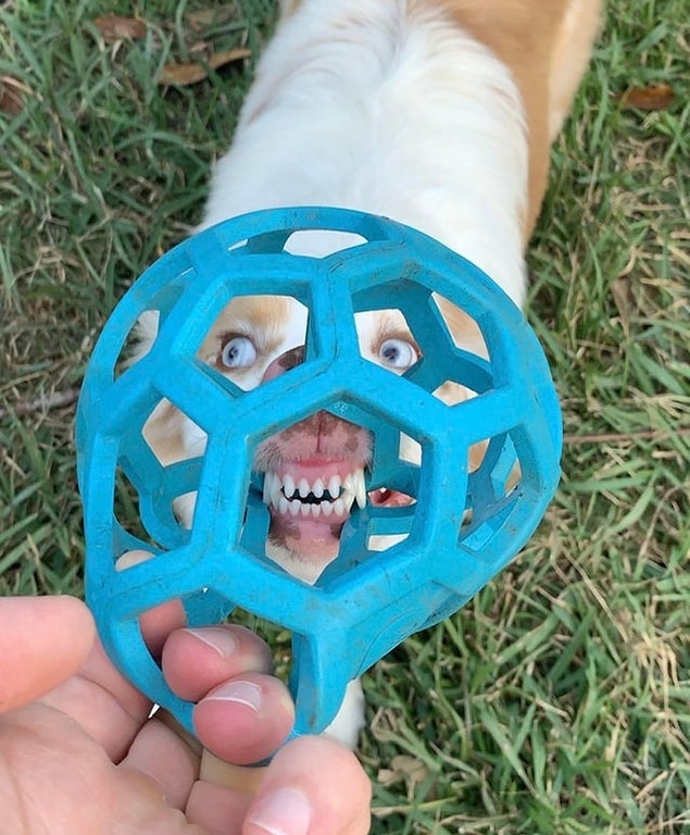 7. “Köpeğimin en sevdiği oyuncağı.”