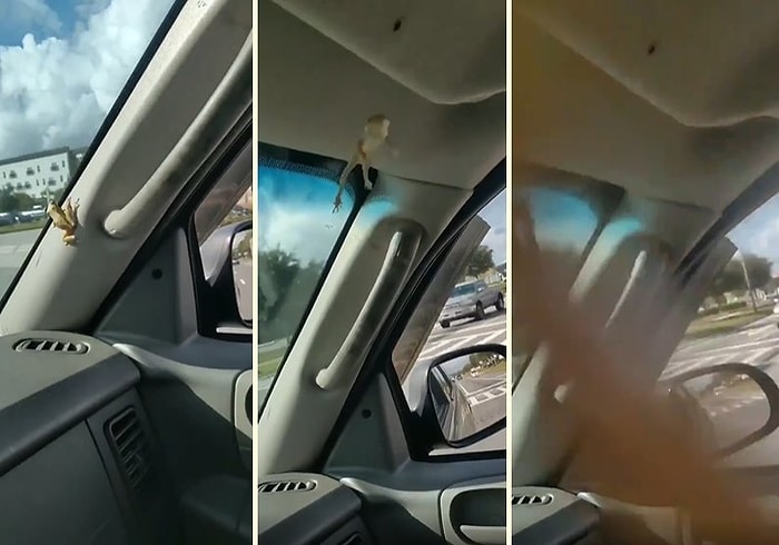 Aracın İçine Giren Kurbağanın Şoföre Hayatının En Korku Dolu Anlarını Yaşattığı Görüntüler!