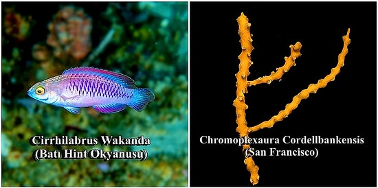 Bilim İnsanları 2019 Yılında 71 Yeni Tür Keşfetti! Onlardan Bazılarına Yakından Bakmak İster misiniz?