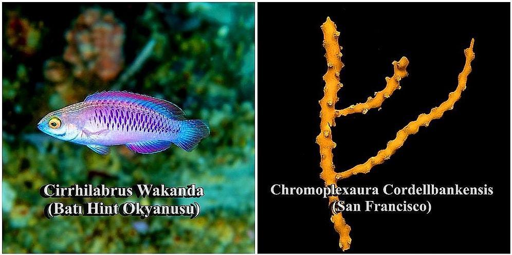 Bilim İnsanları 2019 Yılında 71 Yeni Tür Keşfetti! Onlardan Bazılarına Yakından Bakmak İster misiniz?