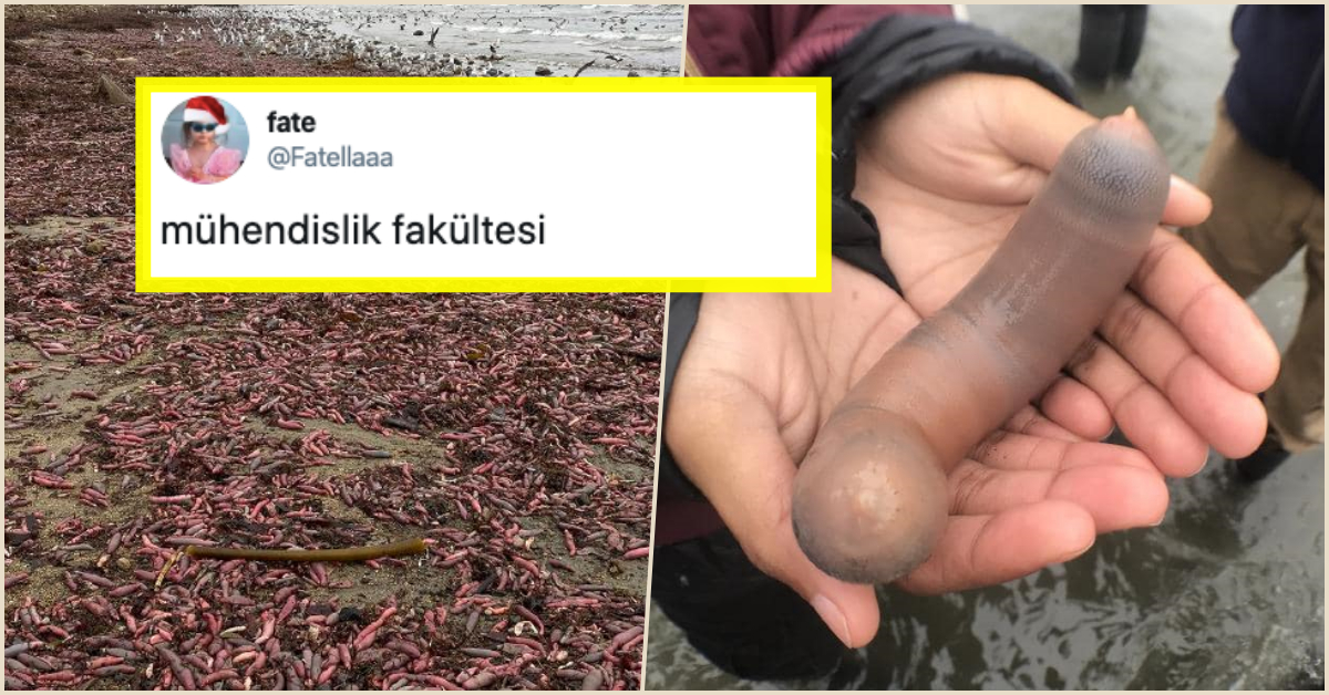 dacă o vrabie are penis de ce este dezumflat penisul