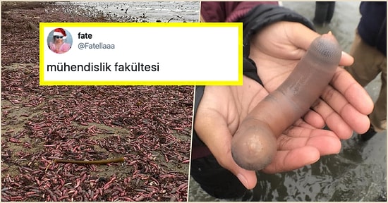 Elinde Tuzlukla Koşmak İsteyenler Buraya! Binlerce ‘Penis Balığı’ Sahile Vurunca Goygoyculara Malzeme Çıktı