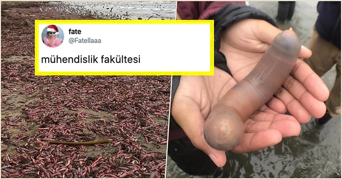 Elinde Tuzlukla Koşmak İsteyenler Buraya! Binlerce ‘Penis Balığı’ Sahile Vurunca Goygoyculara Malzeme Çıktı