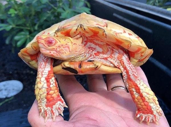 12. Albino kaplumbağalar aslında rengarenktir.