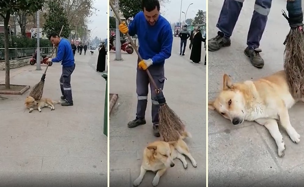 Sokak Köpeğini Süpürgesiyle Keyiflendiren Güzel İnsan!