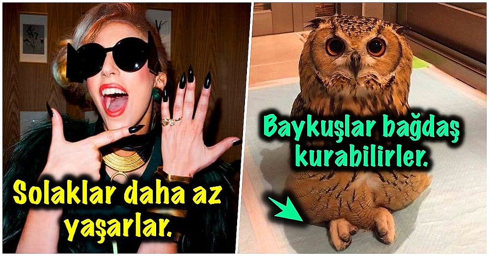 Bu Soğuk Günlerde Etkilemek İstediğiniz İnsanla Konuşurken Araya Sıkıştırdığınız Zaman Ortamı Isıtacak Eğlenceli 17 Bilgi