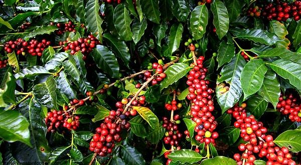 5. Dünyada en çok kahve üretilen ülke hangisi peki?