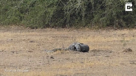 Dev Pitonu Avlamaya Çalışan Bal Porsuğunun Aynı Zamanda Çakallarla Verdiği Muhteşem Savaş!