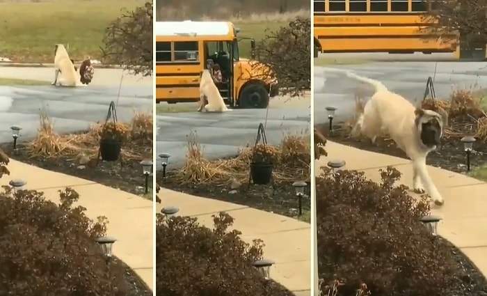 Küçük Dostuna Her Gün Okul Servisine Kadar Eşlik Edip Otobüse Güvenli Bir Şekilde Bindirdikten Sonra Eve Dönen Köpek