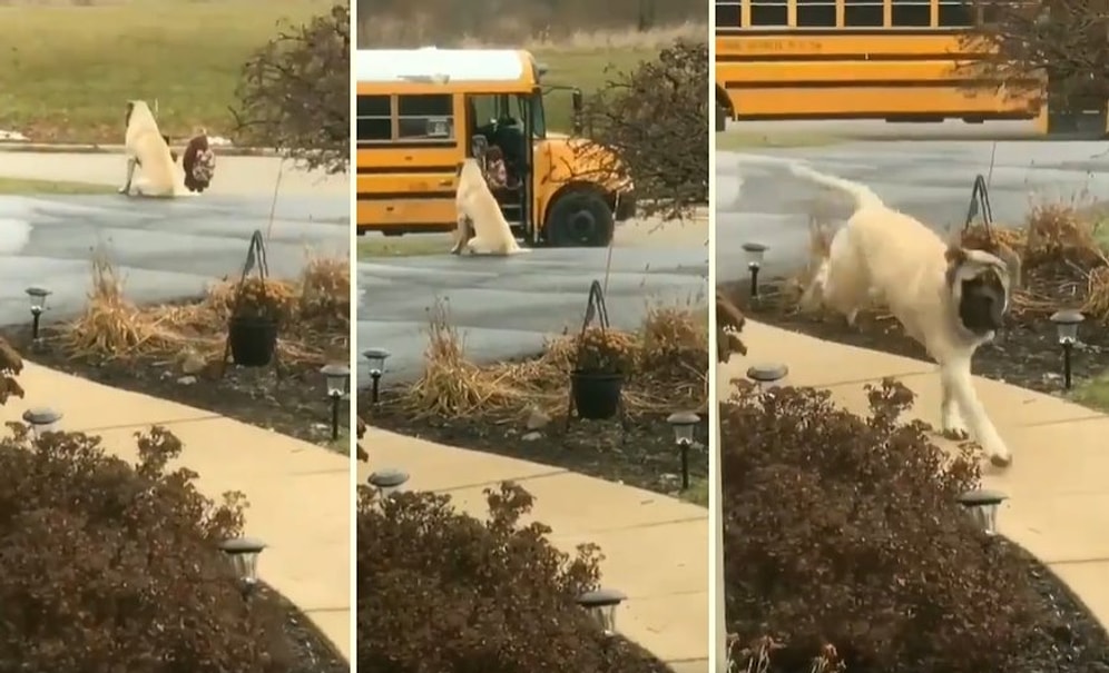 Küçük Dostuna Her Gün Okul Servisine Kadar Eşlik Edip Otobüse Güvenli Bir Şekilde Bindirdikten Sonra Eve Dönen Köpek