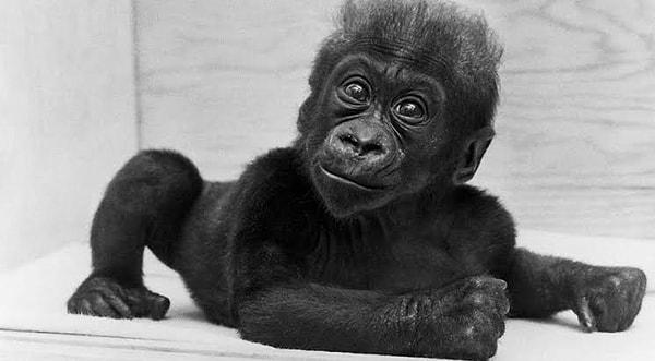 1956 - İlk kez bir goril doğal ortamı dışında, bir hayvanat bahçesinde doğum yaptı. Esaret altında doğan gorile 'Colo' adı verildi.