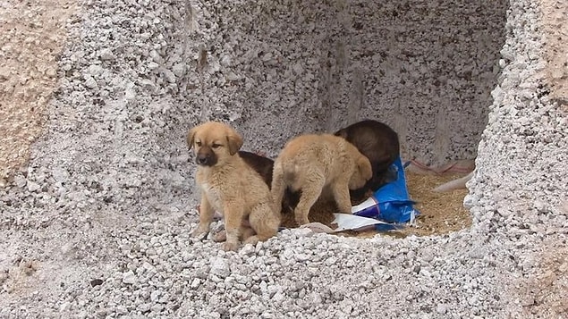 Daha önce Çiftlik ilçesi ve ilçeye bağlı beldelerin vahşi çöp depolama alanı olan mevkide çöplerden beslenen köpekler, belediyelerin katı atık tesisi kurmasına rağmen bölgede yaşamaya devam ediyor.