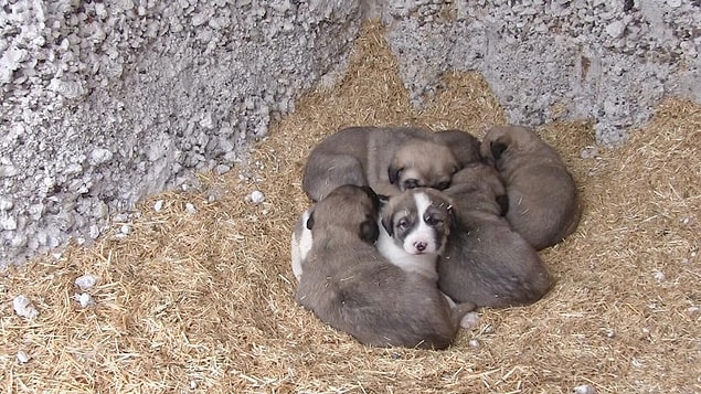 Çiftlik Belediye Başkanı Serkan Güzel’in bulduğu çözümle köpekler artık sıcak yuvalarına kavuştu. Belediyenin iş makinelerini bu kez sokak hayvanları için çalıştıran ekipler, bölgedeki dağı oyarak 35 tane yuva yaptı.