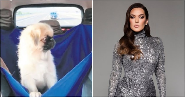 2. Demet Akalın'ın, İstanbul'dan Bodrum'a VIP araç kiralayarak getirttiği köpeğinin adı nedir?
